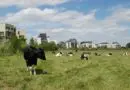 Rennes, capitale captivante de la Bretagne