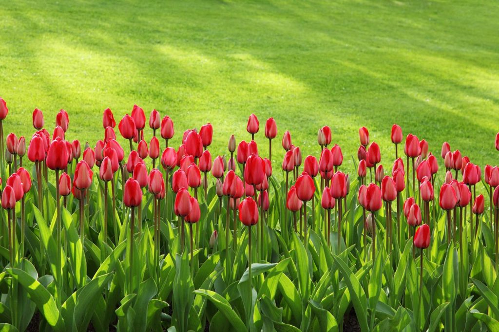 Les champs de tulipes à Keukenhof