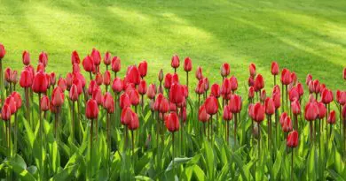 Les champs de tulipes à Keukenhof