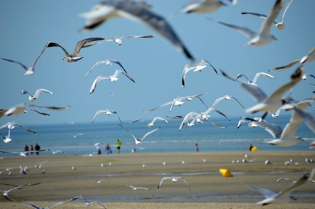 Les plages de sable noir à voir