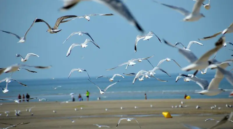 Les plages de sable noir à voir