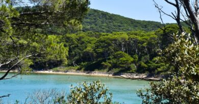 Scenic view of a secluded beach on Porquerolles Island surrounded by lush greenery.