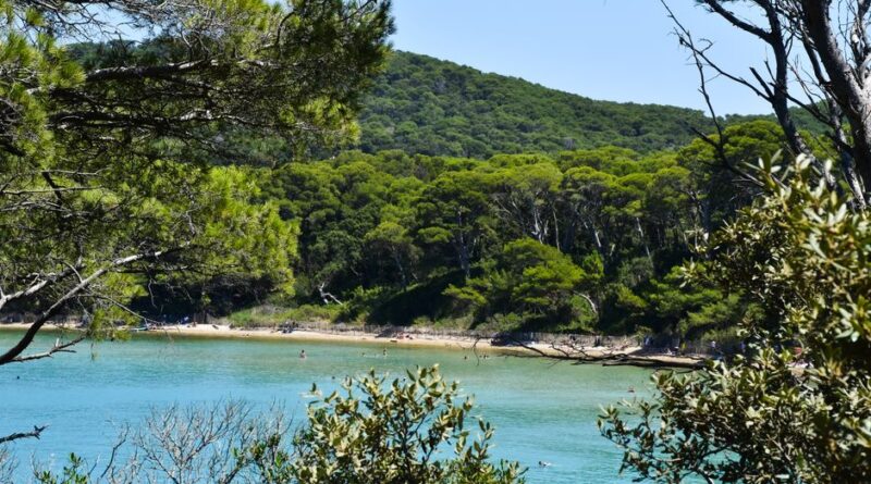 Scenic view of a secluded beach on Porquerolles Island surrounded by lush greenery.