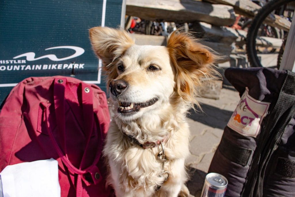 Vacances montagne avec chien été 2026 : guide complet