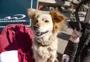 Vacances montagne avec chien été 2026 : guide complet
