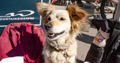 Vacances montagne avec chien été 2026 : guide complet