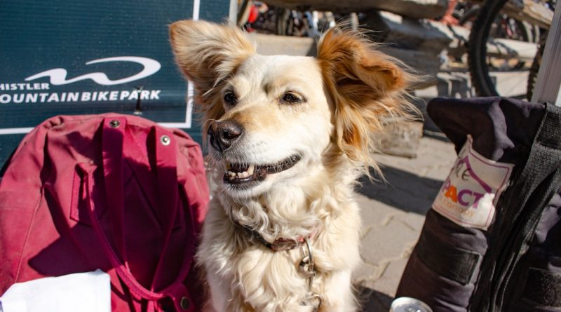 Vacances montagne avec chien été 2026 : guide complet